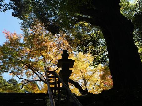 秋の色 兵庫県,三田市,花山院の写真素材