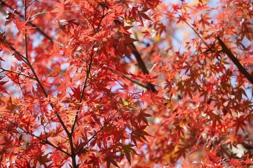 Autumn leaves and blue sky, JPG