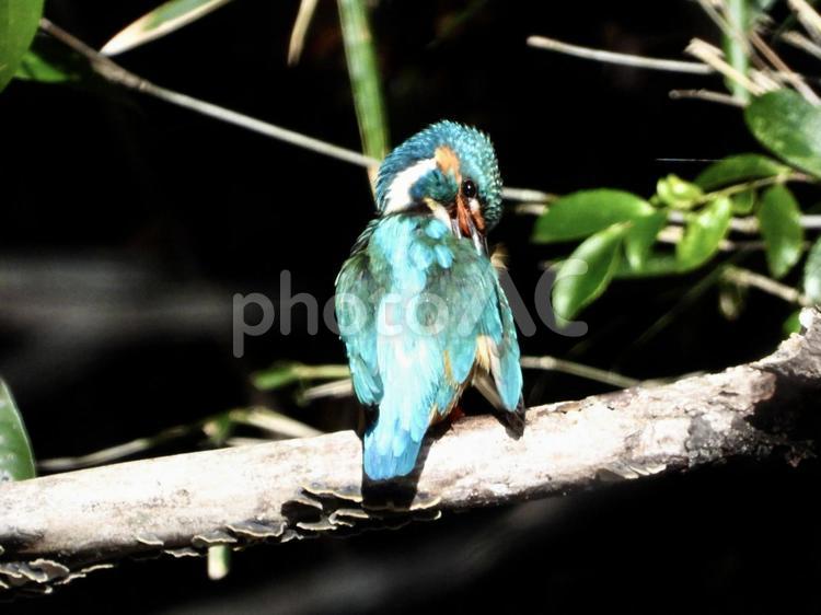 毛繕いをするカワセミ 鳥,野鳥,カワセミの写真素材