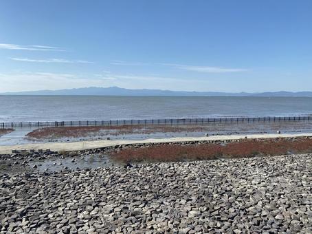 東与賀海岸のシチメンソウ シチメンソウ,ヒユ科,植物の写真素材