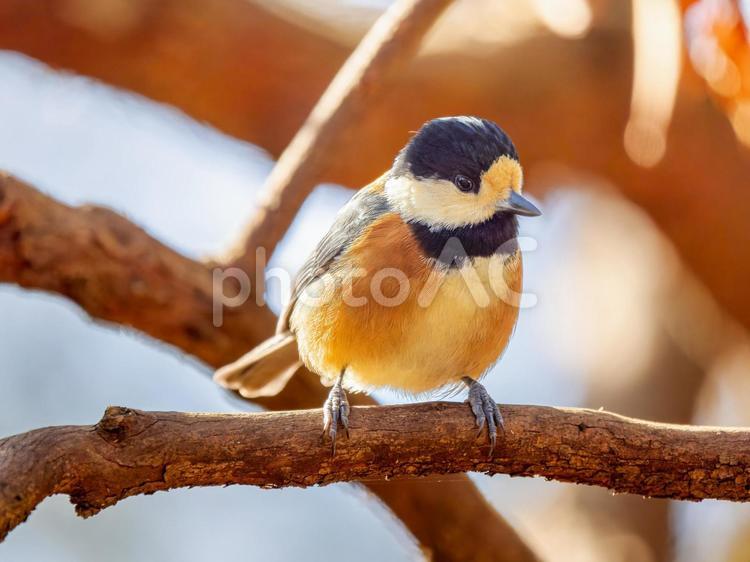 枝にとまるヤマガラ ヤマガラ,野鳥,鳥の写真素材