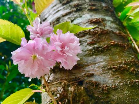 花 桜 八重桜 関山 花 桜 八重桜 関山の写真