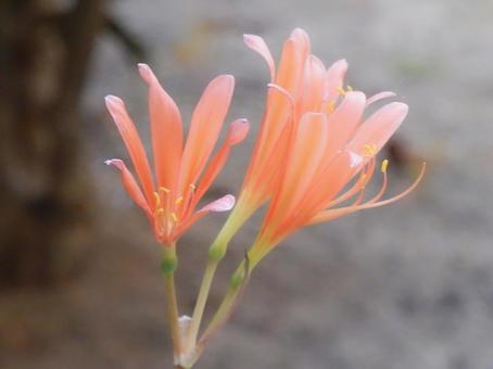 【花の写真】庭に咲くキツネノカミソリ 【花の写真】庭に咲くキツネノカミソリの写真