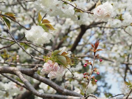 桜の花 桜の花の写真
