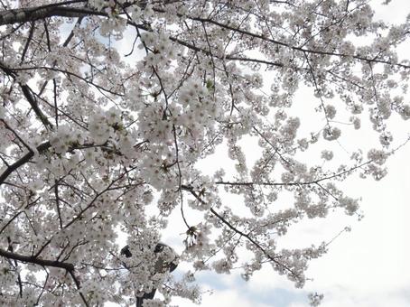 桜と空 桜と空の写真