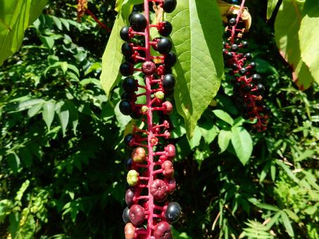 【植物写真】ヨウシュヤマゴボウ 【植物写真】ヨウシュヤマゴボウの写真