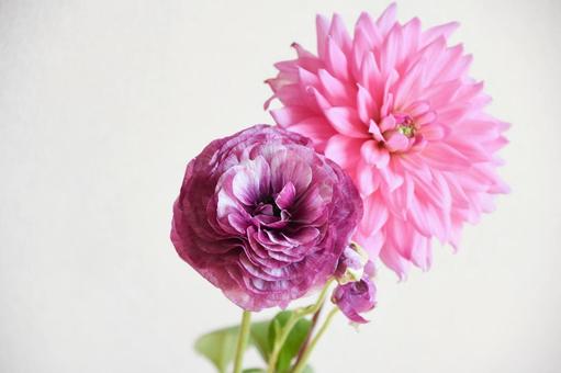 ラナンキュラスとダリア 紫,パープル,花の写真素材