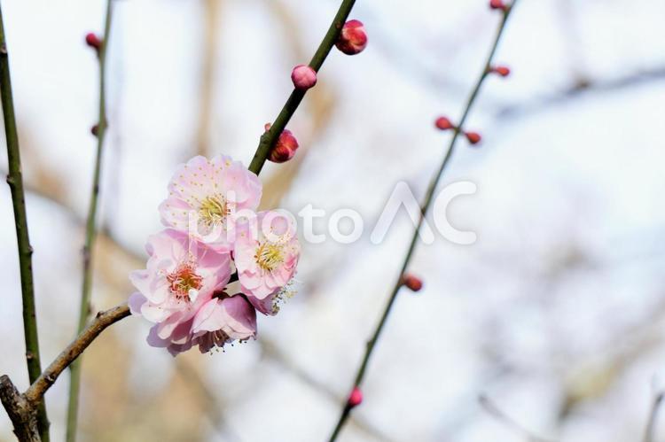 梅の花とつぼみ 北野,天満,北野天満宮の写真素材