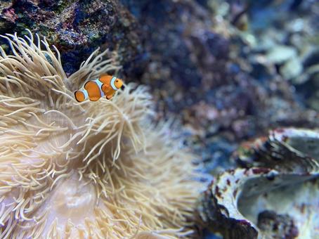 カクレクマノミ イソギンチャク 水族館 カクレクマノミ イソギンチャク 水族館 クマノミ,カクレクマノミ,クラウンフィッシュの写真素材