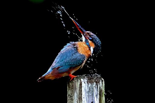 水を飛ばすカワセミ 水を飛ばすカワセミ かわせみ,カワセミ,野鳥の写真素材