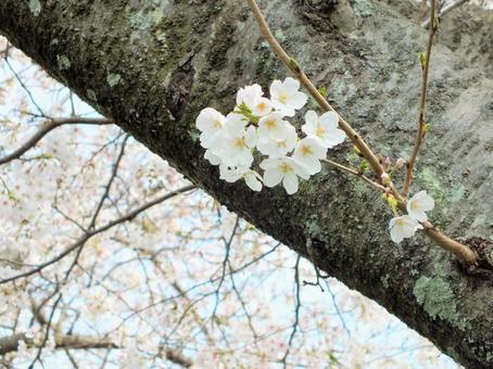 太い幹から可愛く咲いた桜の花 太い幹から可愛く咲いた桜の花の写真