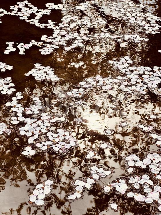 水に浮かぶ桜の花びら 桜,自然,壁紙の写真素材