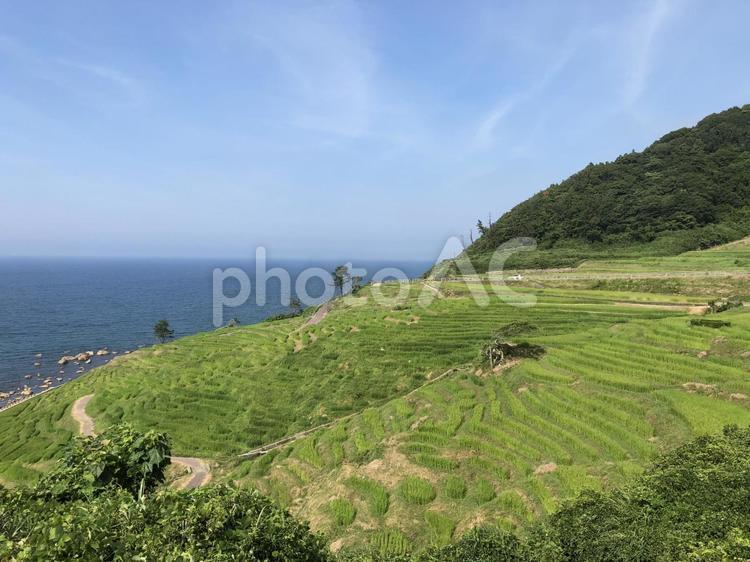 朝の白米千枚田 棚田,美しい,空の写真素材