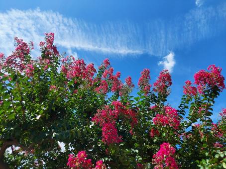 百日紅の花と夏空 百日紅の花と夏空 百日紅,サルスベリ,花の写真素材