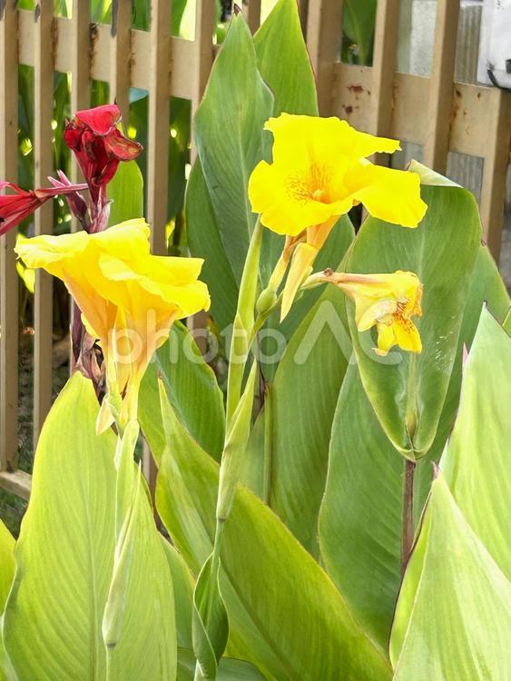 片隅に咲く花 朝,休日,緑の写真素材
