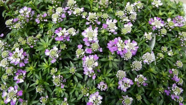 イベリス クイーンアメジストの花 イベリス クイーンアメジストの花 花,イベリス,クイーンアメジストの写真素材