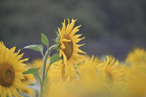 ひまわり　 ひまわり,自然,ガーデンの写真素材