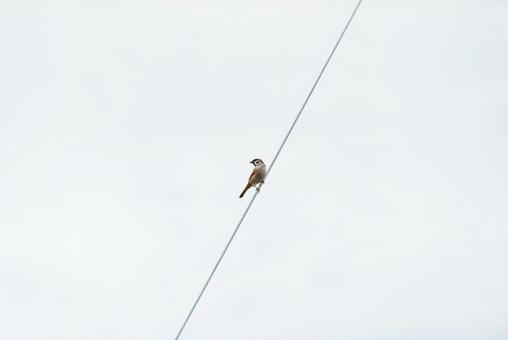 A sparrow perched on a power line looking around, JPG A sparrow perched on a power line looking around, JPG