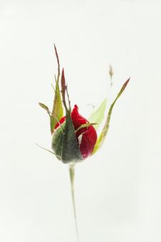 Photo, roses, flower, young leaves, 