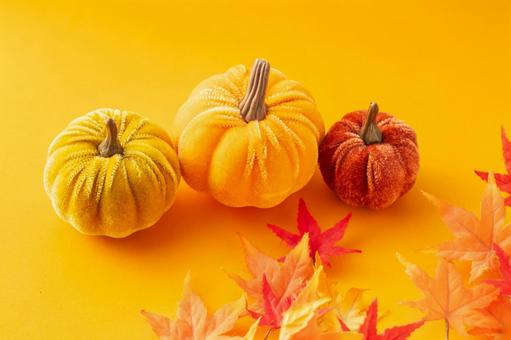布かぼちゃ(モミジ)1 秋,かぼちゃ,ハロウィンの写真素材