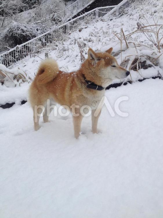 雪の中でじっとたたずむ茶色の柴犬 犬,柴犬,愛犬の写真素材