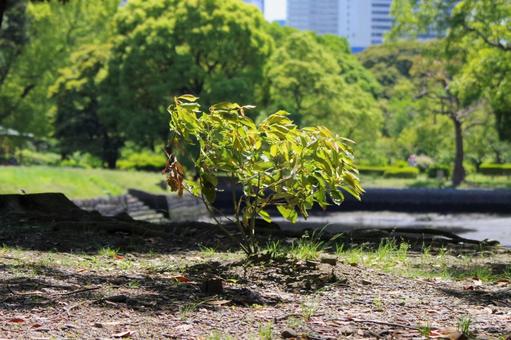 浜離宮恩賜庭園の植物の写真