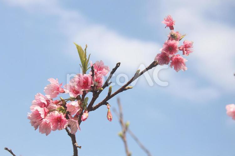 沖縄の桜　寒緋桜  桜,サクラ,沖縄の写真素材