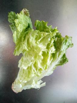 Healthy carefully selected vegetables and organically grown sunny lettuce, JPG Healthy carefully selected vegetables and organically grown sunny lettuce, sunny lettuce, non-heading lettuce, leaf lettuce, JPG