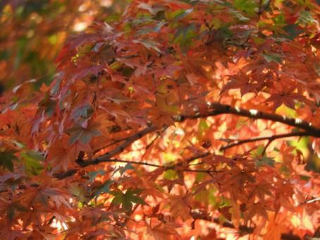 紅葉 紅葉の写真