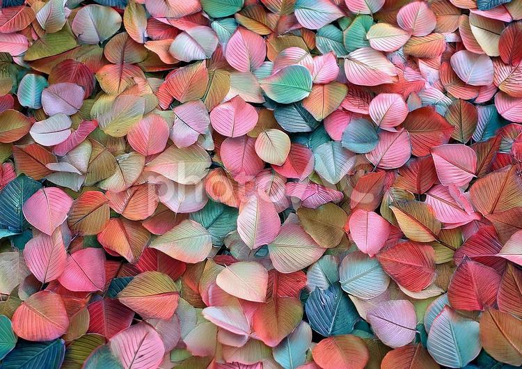 カラフル落ち葉 落ち葉,カラフル,秋の写真素材