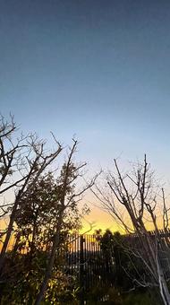 黄色い夕暮れの公園の枯れ木と小さな月 黄色い夕暮れの公園の枯れ木と小さな月 公園,柵,空の写真素材