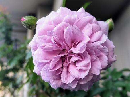 ベランダのバラ・レイニーブルー バラ,薔薇,レイニーブルーの写真素材