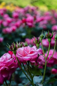 公園のバラ 公園のバラ バラ,花,植物の写真素材