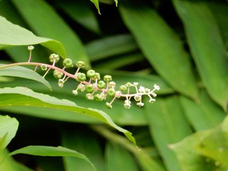 【植物写真】ヨウシュヤマゴボウ 【植物写真】ヨウシュヤマゴボウの写真