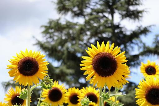 黄色い花びらのひまわりの花畑の風景 黄色い花びらのひまわりの花畑の風景の写真