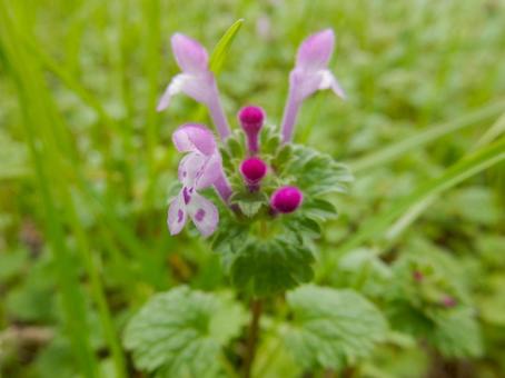 【花の写真】ホトケノザ（仏の座）の写真