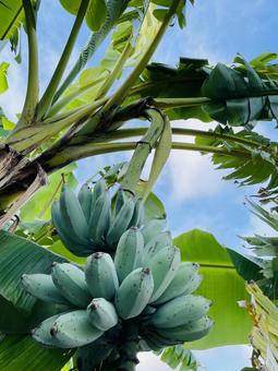 Photo, banana, cultivation, wood, 
