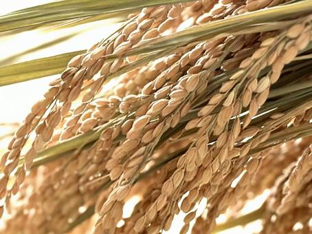 稲穂 稲,米,稲穂の写真素材