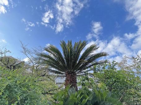 神田川10月：沖縄のような東京のソテツの写真