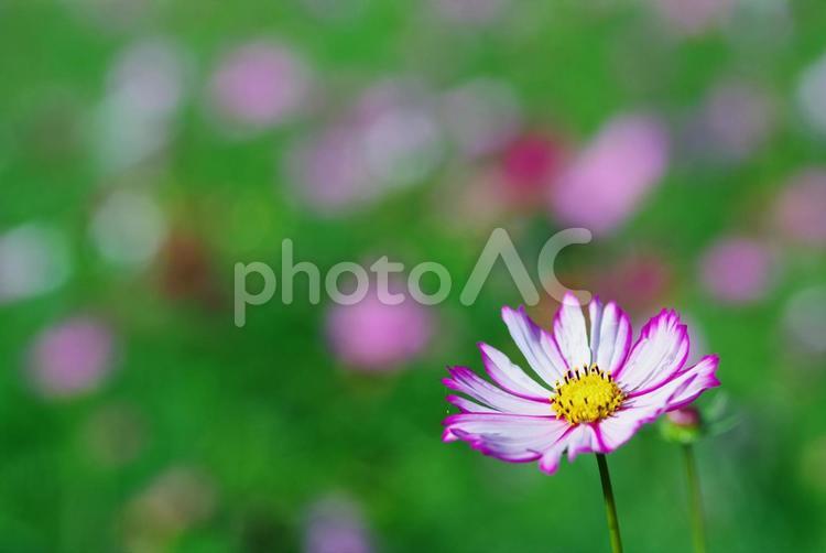 コスモス　秋桜　秋の花 コスモス,秋桜,秋の花の写真素材