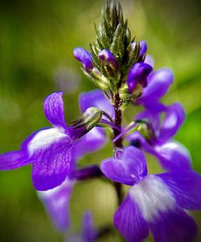 紫色の花 マツバウンラン 植物 紫色の花 マツバウンラン 植物 の写真