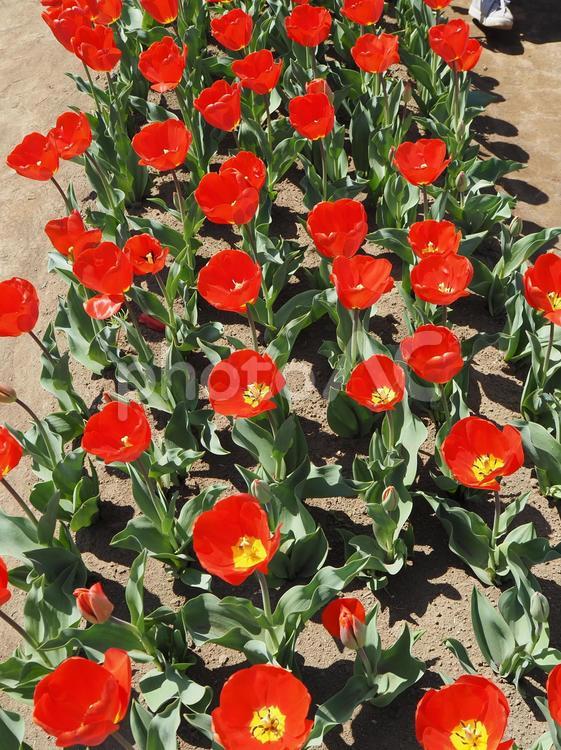 チューリップ・佐倉ふるさと広場（佐倉市） 春,チューリップ,花畑の写真素材