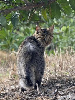 猫 猫,野良猫,畑の写真素材
