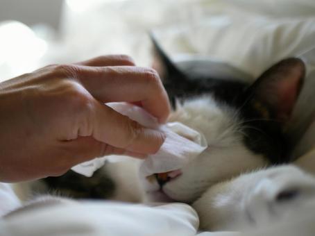 猫の目やにを拭く 猫,お手入れ,ケアの写真素材
