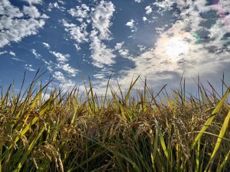 田んぼの稲穂と青空と彩雲 稲,お米,秋の風景の写真素材