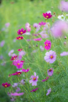 東京都 昭和記念公園に咲くコスモス 東京都 昭和記念公園に咲くコスモス 植物,花,コスモス畑の写真素材