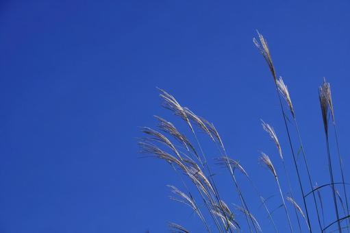 ススキ ススキ,秋,空の写真素材