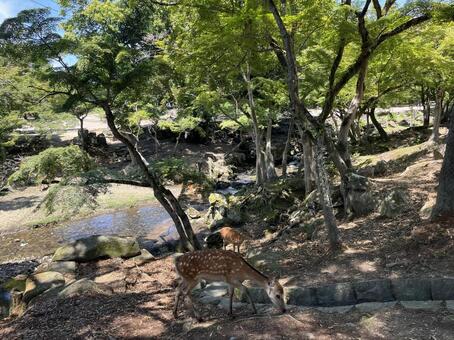奈良公園 奈良,鹿,公園の写真素材
