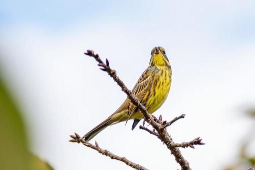 アオジ(43)の写真