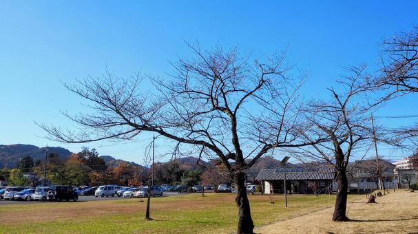秋の飯能中央公園・桜の裸木・埼玉県飯能市 秋の飯能中央公園・桜の裸木・埼玉県飯能市 秋,飯能中央公園,桜の写真素材